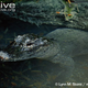 Illustration for article titled Sunday Crocodilian - Alligator sinensis Edition
